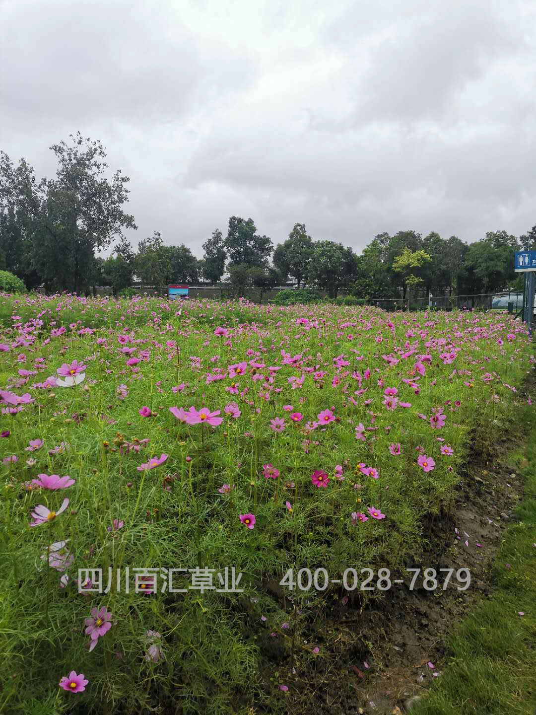 西藏格?；ǚN子